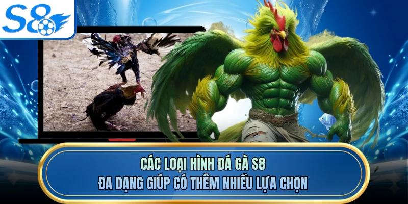 Các loại hình đá gà S8 đa dạng giúp có thêm nhiều lựa chọn